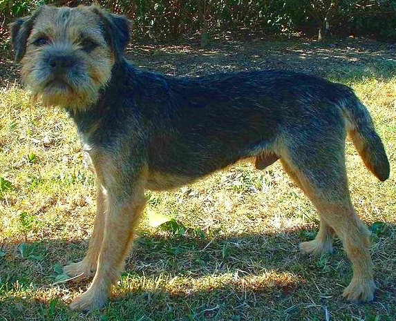 Gluten Sensitivity Triggers Epileptoid Cramping Syndrome in Border Terriers